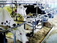 Penurie de specialişti pentru însămânţări artificiale