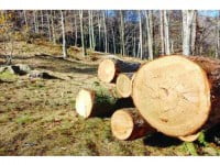 100.000 ha de pădure, sub atacul dăunătorilor forestieri