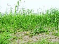 Peste 4.700 ha de culturi agricole au fost compromise de ploile şi grindina din iulie