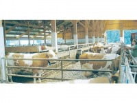 Credite pentru sucevenii crescători de bovine