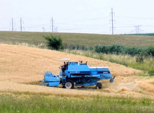 Blestemul cultivatorilor de grâu: producţie de excepţie, preţuri de nimic