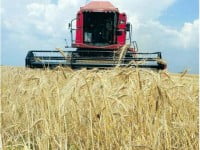 Fermierii primesc avans din subvenţia pe suprafaţă