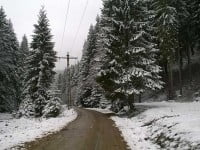 Cele 167.000 de ha de pădure solicitate de Biserica din Bucovina rămân în administrarea statului