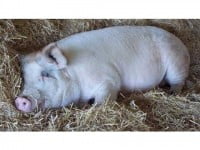 Apropierea sărbătorilor aduce o creştere a furturilor de animale 