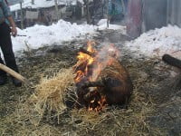 Sacrificarea porcului în gospodărie şi consumarea acestuia poate avea consecinţe grave