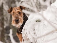 Un câine din Suceava a devenit Top Airedale Terrier 2014