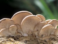 Efectele terapeutice ale ciupercilor pleurotus