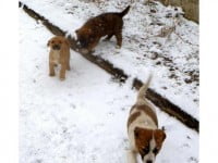Câini „debarcaţi” în Suceava din localităţile din vecinătate
