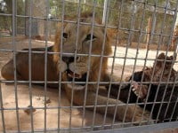 Vizitarea leilor de la Zoo Rădăuţi, interzisă temporar
