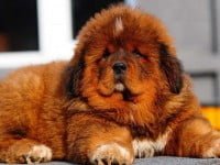 Cel mai scump câine din lume, un Mastiff Tibetan, cumpărat în China cu 1,9 milioane de dolari