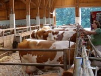 Dezinteres al crescătorilor de animale pentru îmbunătăţirea calităţii efectivelor de taurine