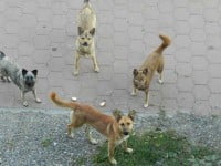 Numărul sucevenilor încolţiţi de maidanezi s-a diminuat cu 50%