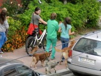 Mizeria făcută de câinii de companie, drastic amendată