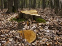 Amenzi de peste 100.000 lei, într-o amplă acţiune de control pe linie silvică