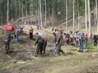 Împădurire forţată, impusă de gardienii forestieri
