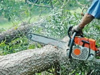 Tăierile ilegale din pădurile sucevene s-au triplat