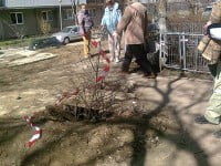 Să-i tragă primăria de urechi