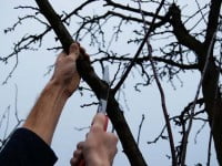 Păreri despre tăierile din pomicultura din zona montană