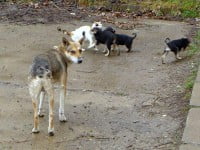 Primăria Suceava suportă cheltuielile pentru spitalizarea unei bătrâne sfâşiate de un câine
