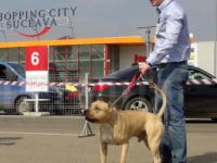 Shopping City Suceava va găzdui, în luna mai, singura expoziţie chinologică internaţională din Moldova