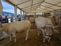 Semnal de alarmă în sectorul sucevean al creşterii animalelor