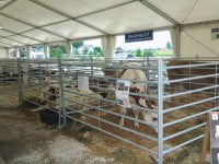 „Există riscul ca producătorii din zootehnie să nu mai poată face afaceri ca în anii trecuţi”