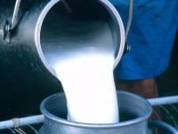 Peste 1.000 de producători şi două unităţi de procesare a laptelui au dispărut în ultimul an