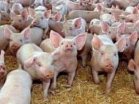 Interdicţie la produsele de origine animală din Ucraina