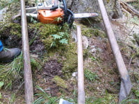 Tată şi fecior, prinşi de jandarmii montani tăind arbori într-o pădure din zona Broşteni