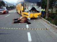 Un tânăr de 28 de ani a murit ieri după ce a lovit cu autocarul un cal