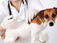 Câinii cu stăpân din Fălticeni pot fi sterilizaţi gratuit