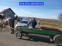 95% din accidentele în care sunt implicate căruţele sunt din vina căruţaşilor
