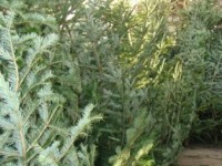 Aproape 200 de pomi de Crăciun confiscaţi în două ture, de aceeaşi patrulă, de la aceeaşi persoană !