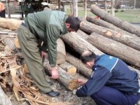O săptămână de controale ale poliţiştilor suceveni pe linie silvică