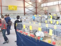 După 37 de ani, crescătorii de păsări şi iepuri din Asociaţia „Fantezia – Ţara de Sus” Suceava cuceresc un nou titlu de campion european
