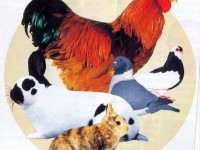 Crescători de iepuri şi păsări de curte din Asociaţia “Fantezia – Ţara de Sus” Suceava, laureaţi în Expoziţia Europeană de la Metz, Franţa