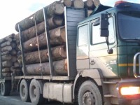 Transporturi ilegale de material lemnos depistate de poliţişti în traficul rutier