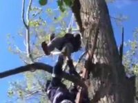Un tânăr de 26 de ani s-a accidentat într-un copac, la 12 m înălţime