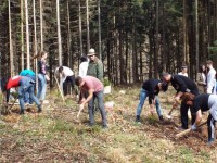 200 de puieţi de molid, plantaţi la Ilişeşti
