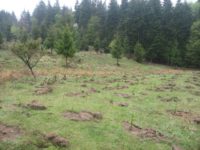 Slab interes pentru împădurirea terenurilor degradate din judeţul Suceava