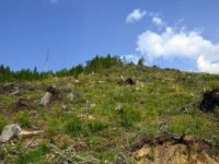 Judeţul Suceava, pe locul patru în ţară în privinţa tăierilor ilegale de arbori