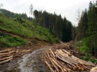 Gardienii forestieri suceveni, creştere a vitezei de reacţie la doborârile abuzive de arbori
