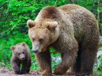 Ursoaică cu doi pui semnalată în zona Broşteni – Dârmoxa
