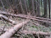 Un muncitor forestier a murit în pădure