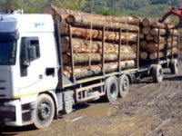Gardienii forestieri – 55 sesizări penale pentru arbori doborâţi ilegal