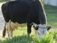 Crescătorii de bovine şi bubaline pot depune cereri pentru ajutor de stat până la 21 martie 2024