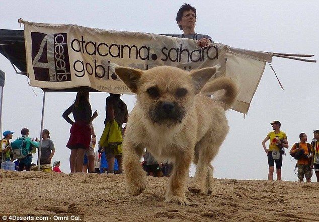 A fost găsită căţeluşa „maratonistă” Gobi