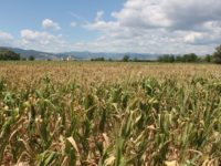 Şapte localităţi din judeţ reclamă importante pagube făcute de secetă în agricultură