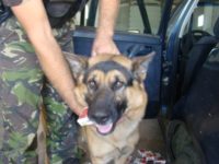 Câinele Nah şi-a băgat iar nasul în maşinile a doi contrabandişti de ţigări
