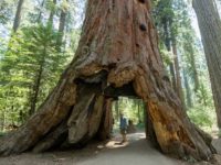 Furtuna care s-a abătut asupra Californiei a distrus un arbore sequoia legendar
